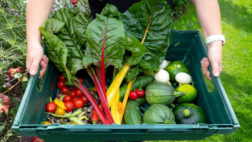 Emma-ONeill-with-vegetable-harvest