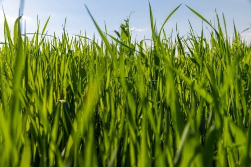 agricultural-wheat-field-with-unripe-wheat