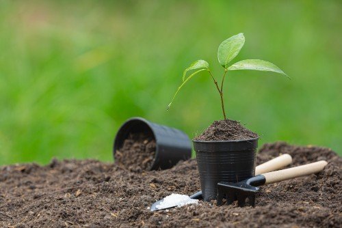 close-up-picture-sapling-plant-is-growing