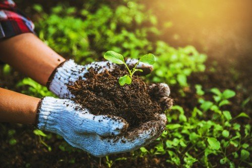 woman-plant-vegetables